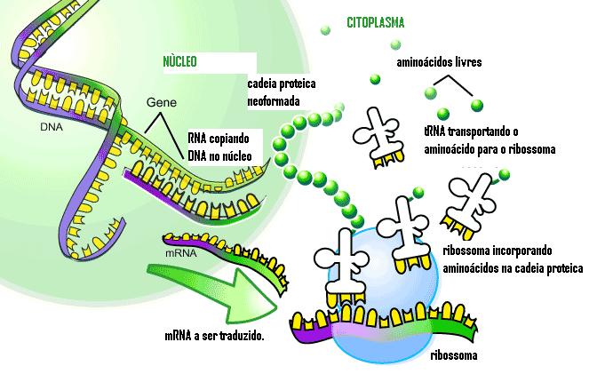 Transcriptoma Coleção de RNAs (transcritos)