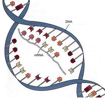 Estrutura do RNA mrna 1 a 5 % do RNA total rrna 75 % do RNA total trna 10