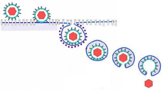 Espículas Podem variar para vírus DNA e RNA