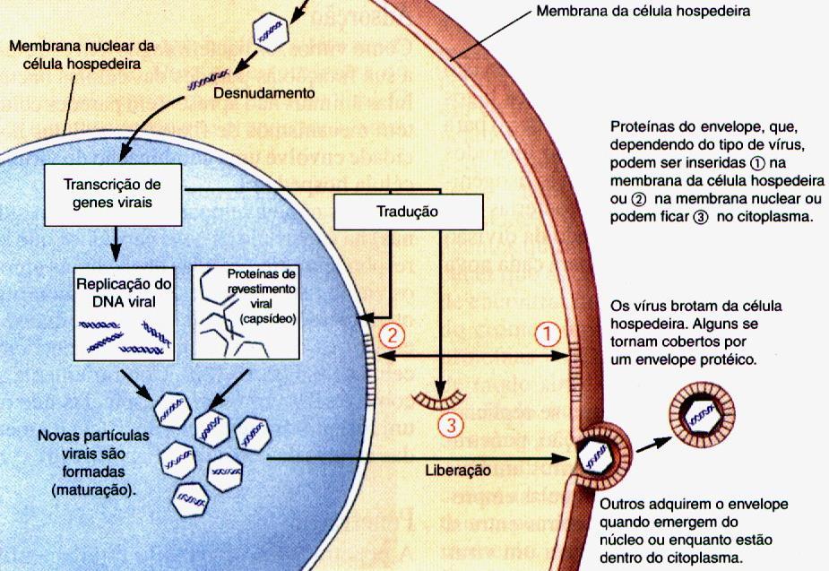 CARACTERÍSTICAS GERAIS DOS VÍRUS