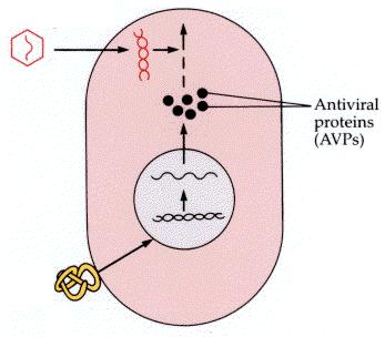 Herpes simples (tópico ) EFEITOS COLATERAIS: Febre,