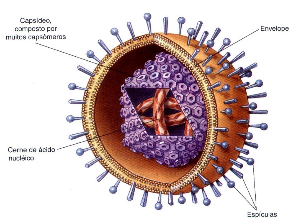 CARACTERÍSTICAS GERAIS DOS VÍRUS 3 ESTRUTURA DA