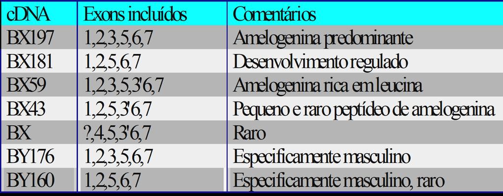 AMELOGENINAS: São sintetizadas diversas