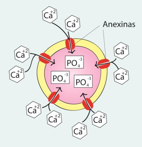 Quando os proteoglicanos são degradados, os íons cálcio entram para o interior das vesículas.
