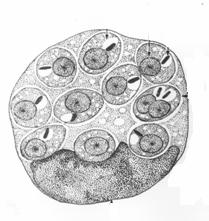 21 FIGURA 2 Leishmania - Formas amastigotas no interior do macrófago Fonte: Lainson e Shaw, 1992 FIGURA 3 Leishmania - Formas promastigotas Fonte: Lainson e Shaw, 1992