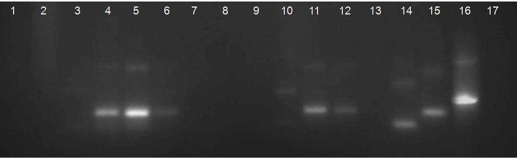 51 Dentre os 74 cães com PCR positiva foi detectado, no sangue, DNA de Leishmania do subgênero Viannia em 68 (91,89%) e DNA de Leishmania (Leishmania) amazonensis em quatro (5,41%), enquanto que dois