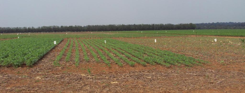 br Fabio Kempim Pittelkow, D. Sc. Engenheiro Agrônomo Fundação Rio Verde, MT fabio@fundacaorioverde.com.