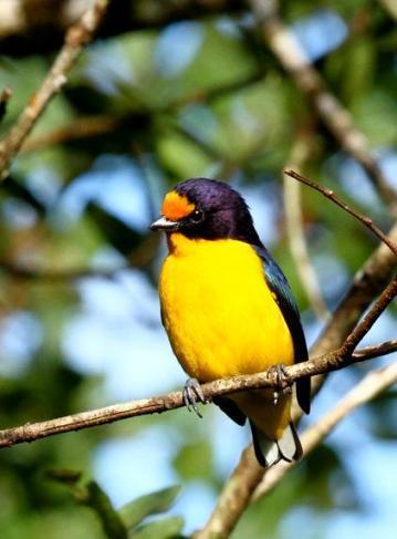 Mata Atlântica ao norte do Rio São Francisco.