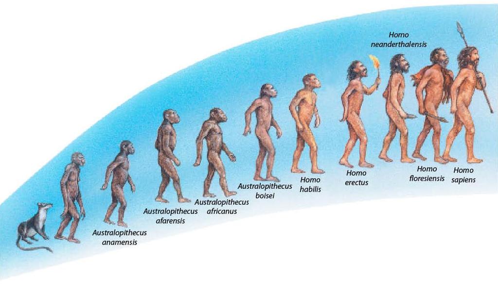 CECÍLIA IWASHITA Os nossos ancestrais Ilustração representando a evolução da espécie humana.