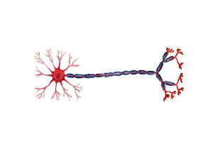 POTENCIAL DE AÇÃO DOS NERVOS: CONCEITO: rápidas alterações do potencial de membrana que se propagam com grande velocidade por toda a membrana da fibra nervosa; Um potencial de ação é uma súbita