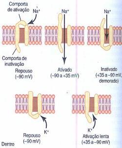 Voltagem (mv) Voltagem (mv) POTENCIAL DE AÇÃO ESTÁGIO DE REPOLARIZAÇÃO Alguns décimos de milésimos de segundo após a membrana ter ficado muito permeável aos íons sódio, os canais de sódio começam a