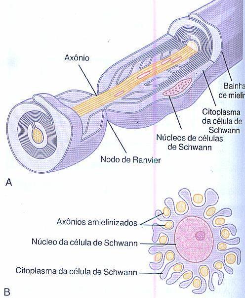 RITMICIDADE DE ALGUNS TECIDOS EXCITÁVEIS- DESCARGA REPETITIVA: MECANISMO DE EXCITAÇÃO AUTO-INDUZIDA: O potencial de repouso da membrana no centro de controle do ritmo cardíaco é de somente -60 a -70