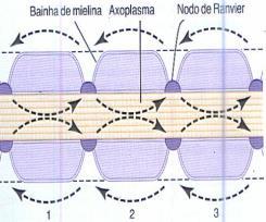 CARACTERÍSTICAS ESPECIAIS DA TRANSMISSÃO DOS SINAIS NOS TRONCOS NERVOSOS: CONDUÇÃO SALTATÓRIA DE NODO A NODO NAS FIBRAS MIELINIZADAS: Mesmo que nenhum íon possa fluir através das bainhas de mielina