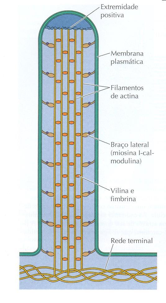 Projeções cilíndricas do citoplasma, envolvidas por membrana que se projetam da superfície