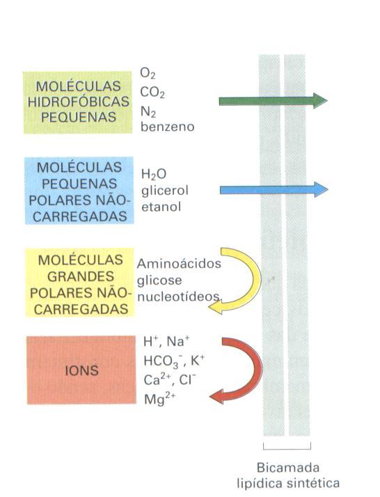 Permeabilidade elevada Permeabilidade relativa da