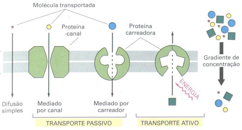 Tipos de transporte Canais sempre transporte passivo