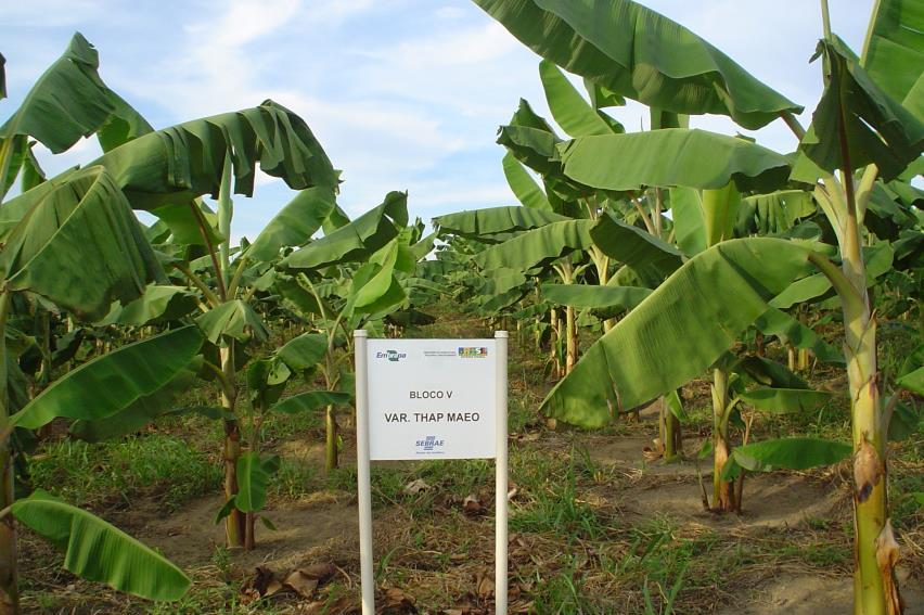 Variedade de origem Tailandesa, selecionada pela Embrapa Mandioca e Fruticultura Tropical. É caracterizada como resistente a Sigatoka negra, Sigatoka amarela e ao Mal do panamá.