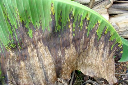Figura 1: Estádios da Sigatoka negra causada por Mycosphaerella fijiensis em folha de bananeira.
