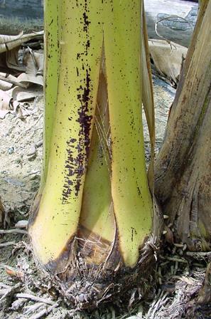 mais velhas. A planta com sintoma da doença pode apresentar próximo ao solo, rachaduras do feixe das bainhas (Figura 9A).