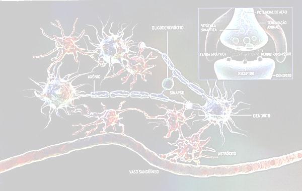 Comunicação entre neurônios / músculos Transmissão de sinais no sistema