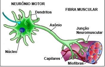 JUNÇÃO NEUROMUSCULAR Sinapse entre o axônio do neurônio motor e a fibra muscular Motoneurônio neurônio que