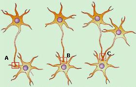 B sinapse axosomática