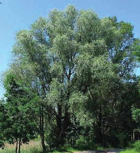 Salgueiro-branco (Salix alba) Família: Pinaceae Distribuição geográfica: Encontra-se por todo o país, à exceção dos planaltos beirões e transmontanos e da bacia do Guadiana.