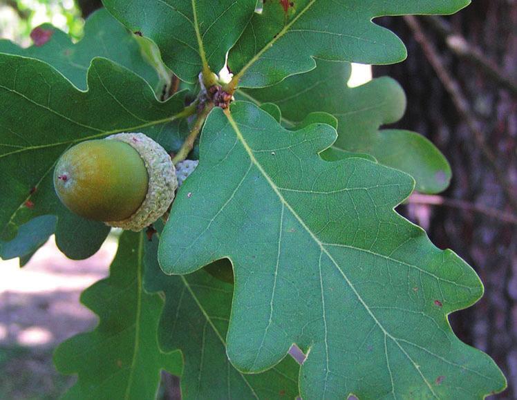 Carvalho-roble (Quercus robur) Família: Fagaceae Distribuição geográfica: Ocorre sobretudo no Minho, Douro Litoral e Beira Litoral. Nas Serras de Sintra e S.