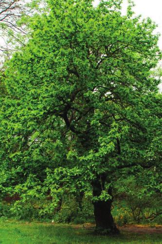 Longevidade: Excecionalmente pode atingir os 1500 anos Porte: Árvore de copa ampla e regular, majestosa. Habitat: Matas de clima temperado, isto é, sem seca estival prolongada.