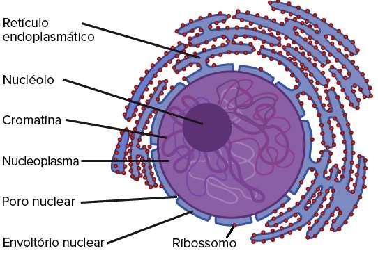 de proteínas, chamado de complexo do poro nuclear, que controla quais moléculas podem entrar e sair.