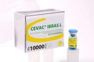 CEVA IBRAS L VACINA VIVA CONTRA BRONQUITE INFECCIOSA BR COMPOSIÇÃO CEVAC IBras L contém vírus vivo atenuado da cepa variante brasileira BR-I da Bronquite Infecciosa das Galinhas, produzida em ovos