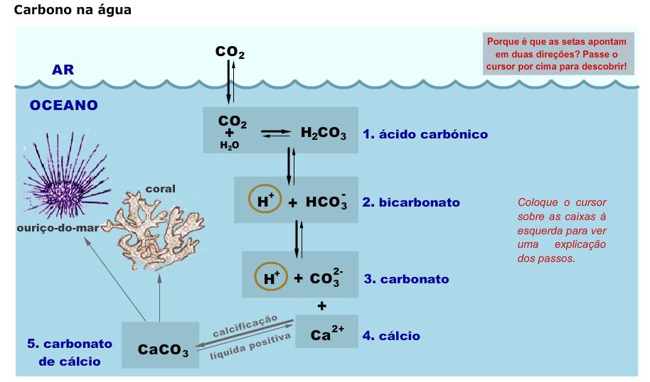 bomba física Carbono no mar reage com os sais presentes na agua (Mg, K, Na e Ca) ü Livre: CO 2