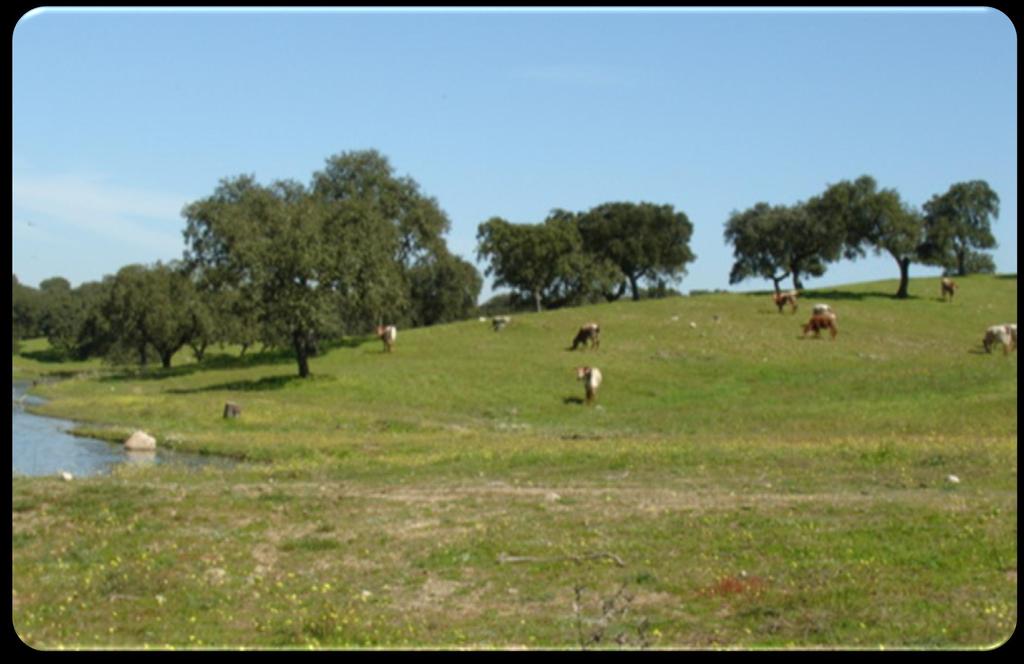 As áreas ou parcelas foram subdivididas em subáreas (5-10 ha) Em cada subárea - colheita de uma amostra de terra compósita a
