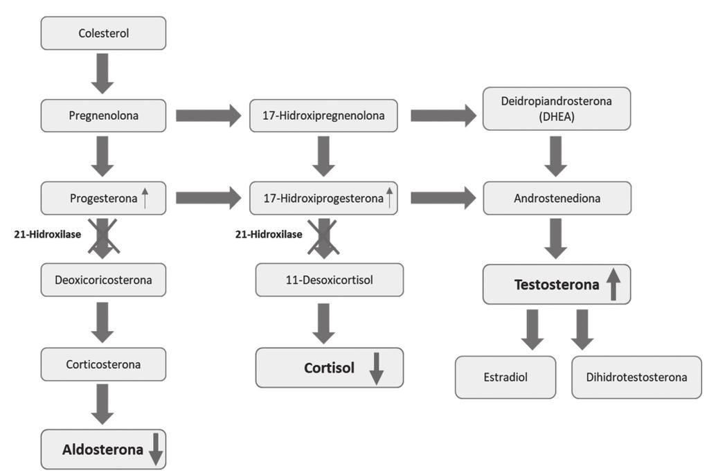 QUANDO A ACNE É A PONTA DO ICEBERG 117 Figura 3. Alterações na via da síntese do cortisol pelo défice de 21-hidroxilase. ção de 250gr tetracosactídeo (ACTH sintética).