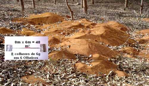 3.1. SAÚVAS OU FORMIGAS CABEÇUDAS Faça a medição do tamanho do formigueiro, percorrendo toda a extensão de terra solta e medindo o seu comprimento e largura em forma de cruz.