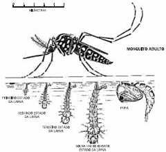 Figura 4 Fases do desenvolvimento do mosquito Aedes aegypti. Fonte: Ministério da Saúde, 2008.