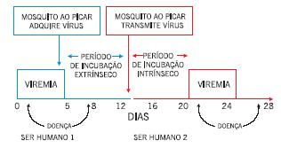 1.4 Período de Incubação A transmissão da dengue se faz através da picada da fêmea do mosquito Aedes aegypti no ciclo ser humano-aedes aegypti-ser humano.
