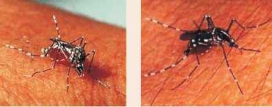 Nas Figuras 2 e 3, a seguir, apresentam-se o Aedes aegypti. Figura 2 e 3 Mosquito Aedes aegypti Fonte: Ministério da Saúde, 2008 1.