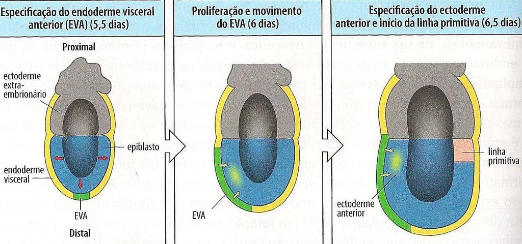 Encéfalo anterior requer sinais adicionais do