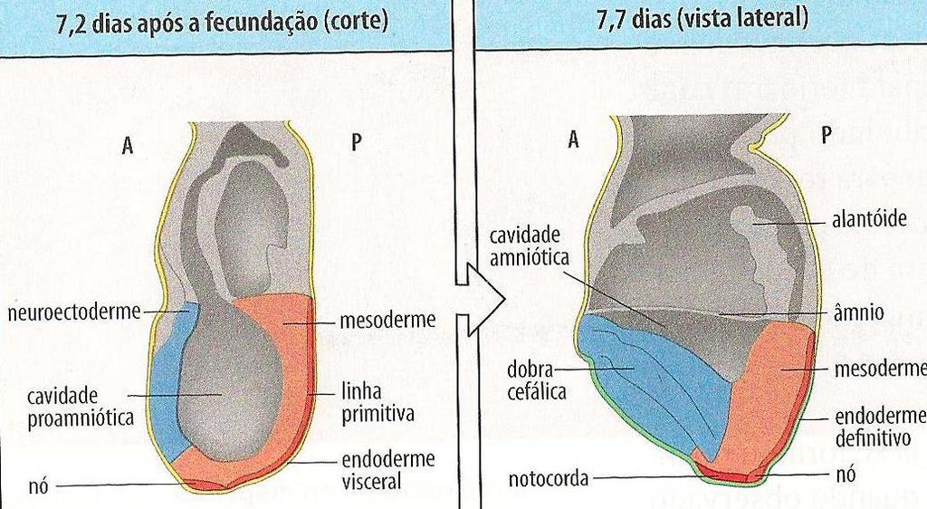 Encéfalo anterior requer sinais adicionais do