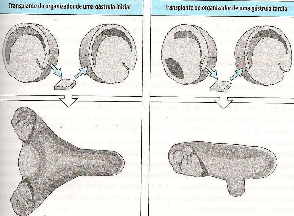 A medida que a avança eixo ântero-posterior torna-se especificado, as células que formam o