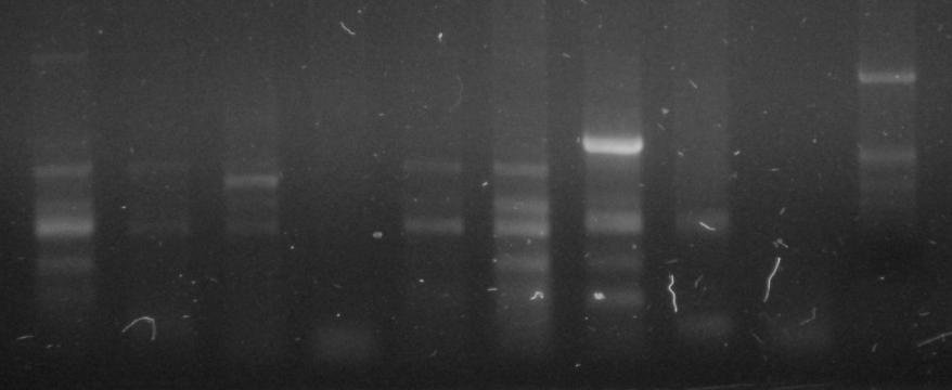 35 MARC mel Iso10 Iso7 Iso2 VA simu Iso3 Iso1 CN 2.0-1.2-0.8-0.5 - Figura 04 PCR hobo va. MARC: marcador de peso molecular; mel: D. melanogaster; Iso 10, Iso 7 e Iso 2: isolinhagens de D.