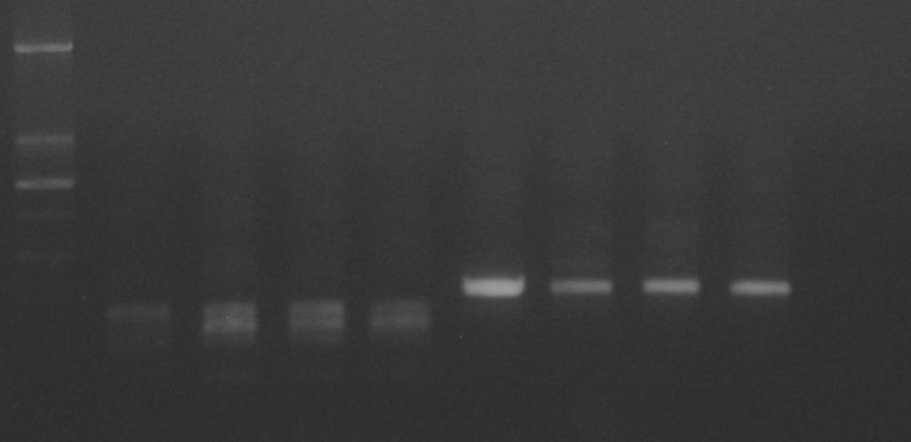 Gel de agarose 0,6% corado com EtBr. A partir da confirmação que as isolinhagens da localidade de São Marcos eram da espécie D. melanogaster, deveríamos evidenciar que portavam o elemento mariner.