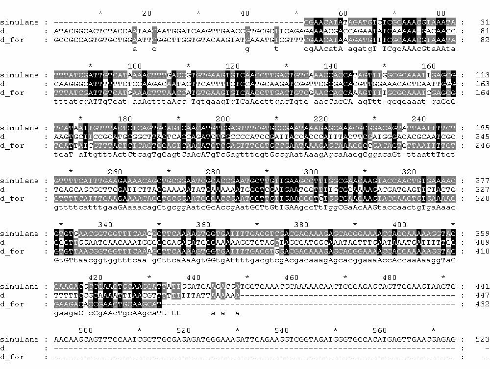 36 Em seguida, o produto da PCR das isolinhagens foi clonado e a segunda amplificação, também com primers peach, produziu bandas bastante intensas (Figura 06).
