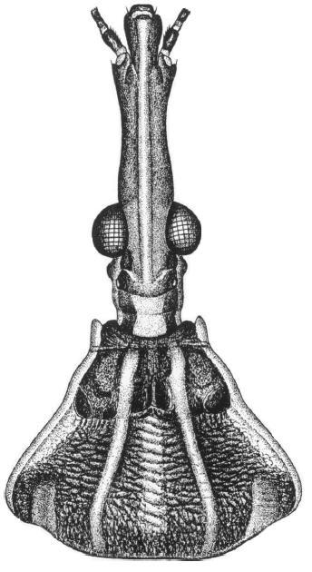 27 Figura 9. Pronoto, em destaque a estrutura ângulo ânterolateral (Modificado de Galvão, 2014). Na espécie R. neglectus a estrutura se apresenta sendo bem proeminente, já em R.