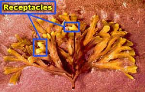 reprodução Fucales Fucus