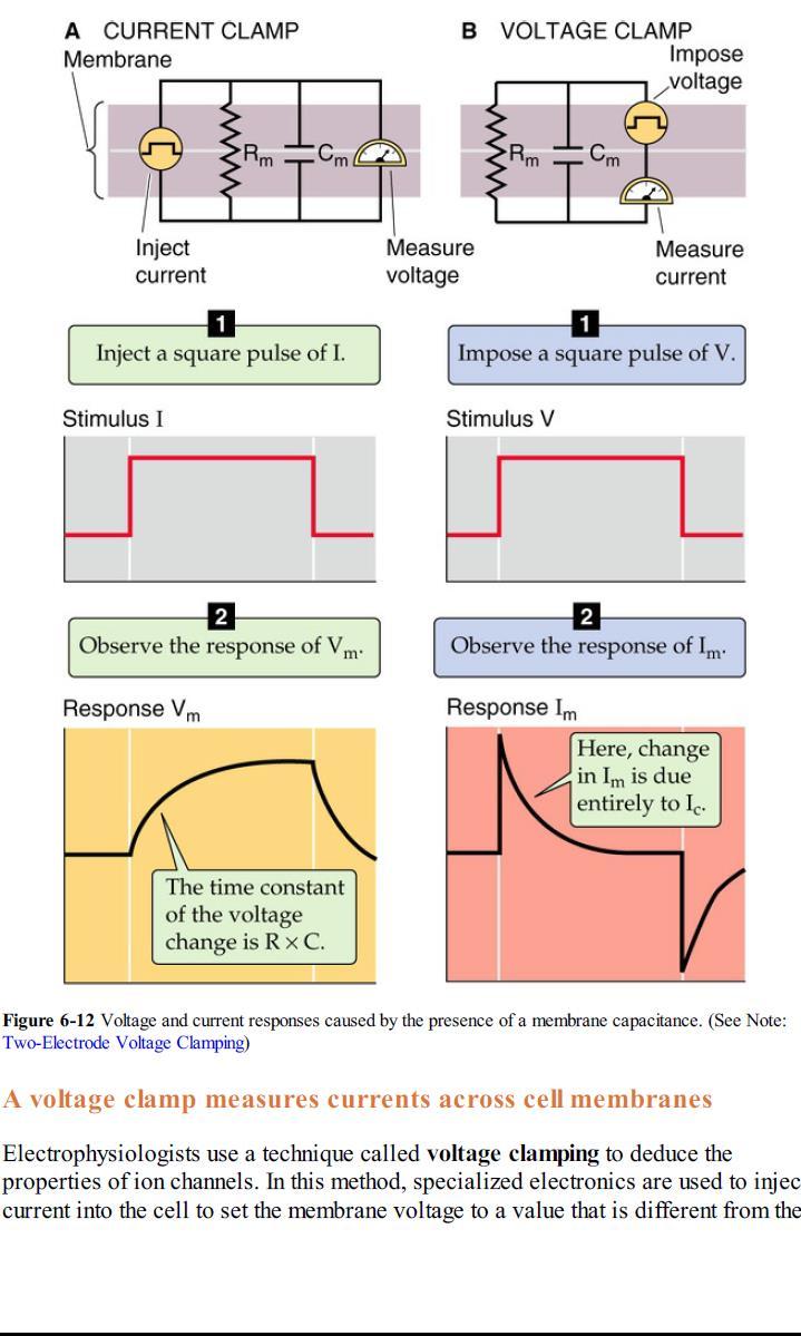 Currentclamp