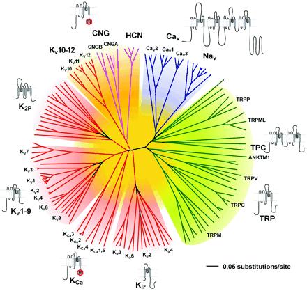 Diversidade de canais iônicos Relação filogenética dos aminoácidos dos 146
