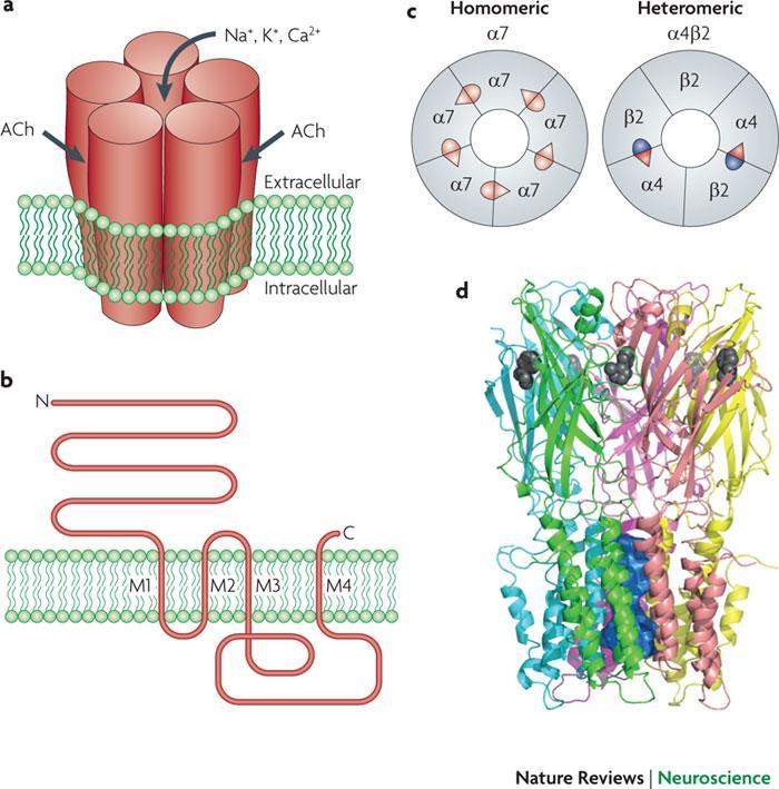 O receptor colinérgico é um