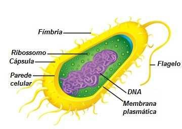 - As bactériassão consideradas os seres vivos MAIS SIMPLES que existem (por conta da sua constituição); CARACTERÍSTICAS: - Unicelulares; - Procariontes; - Estrutura básica de uma bactéria: membrana